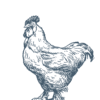 Poulet de chair